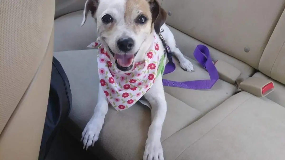 Perrita