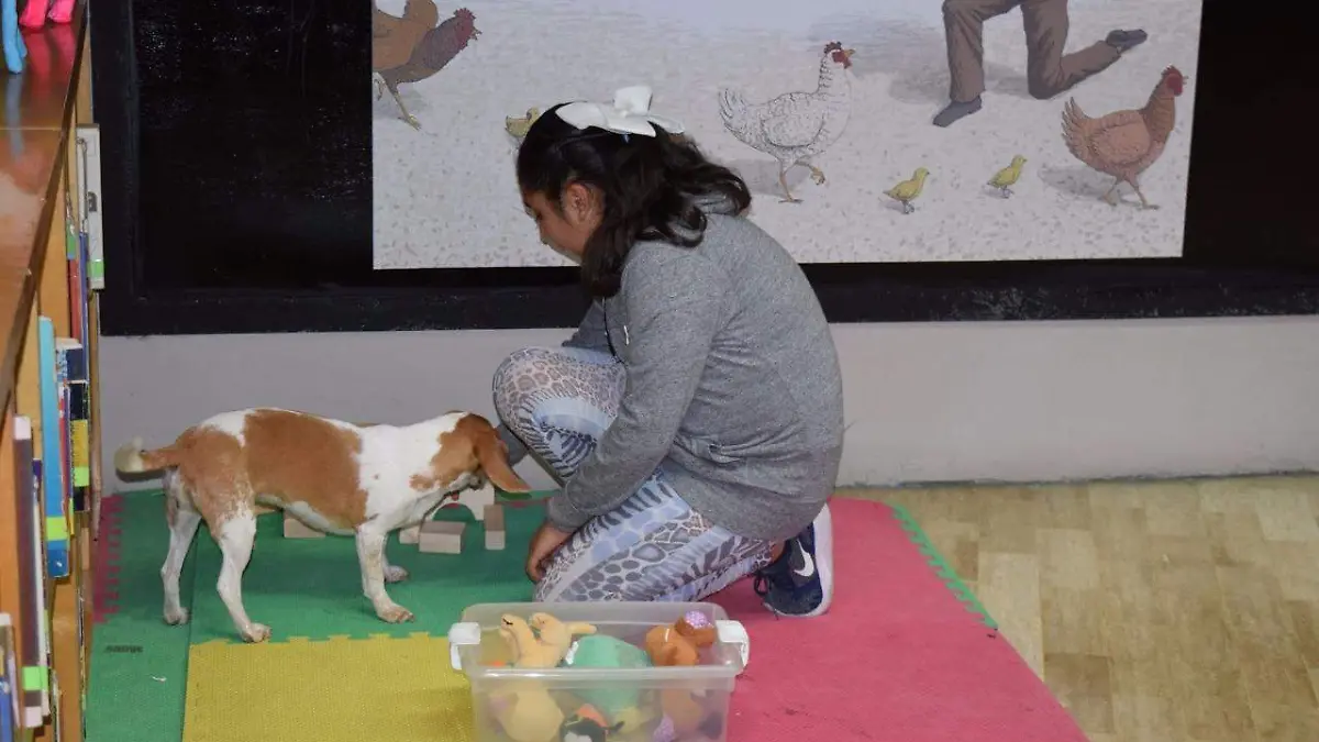 Taller de mascotas