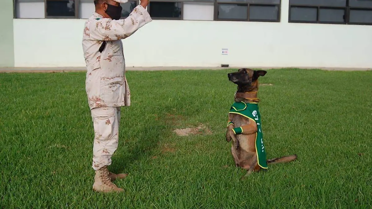 adiestramiento-canino