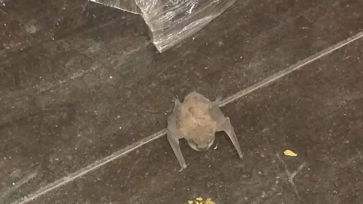 Reportan hallazgo de murciélago en maquiladora de Mexicali
