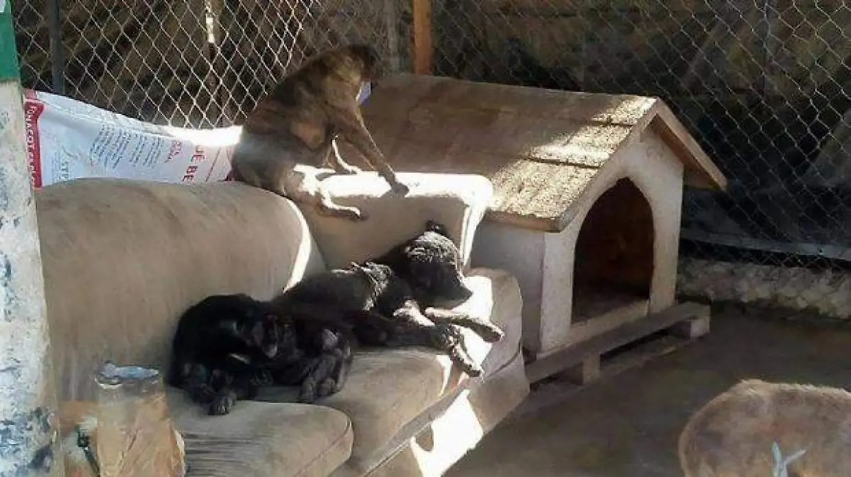 albergue perritos