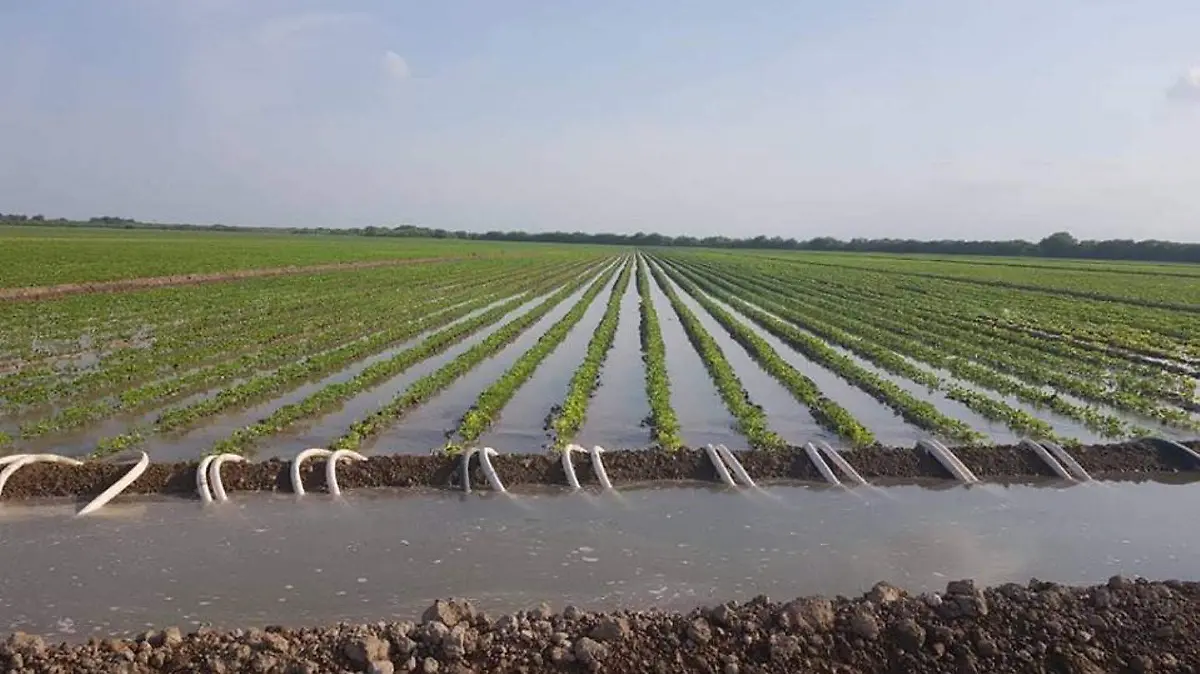 Agricultura