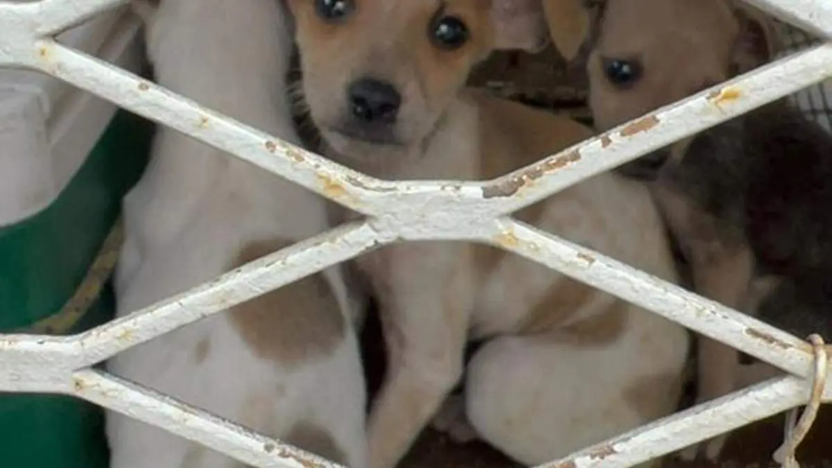 Perros