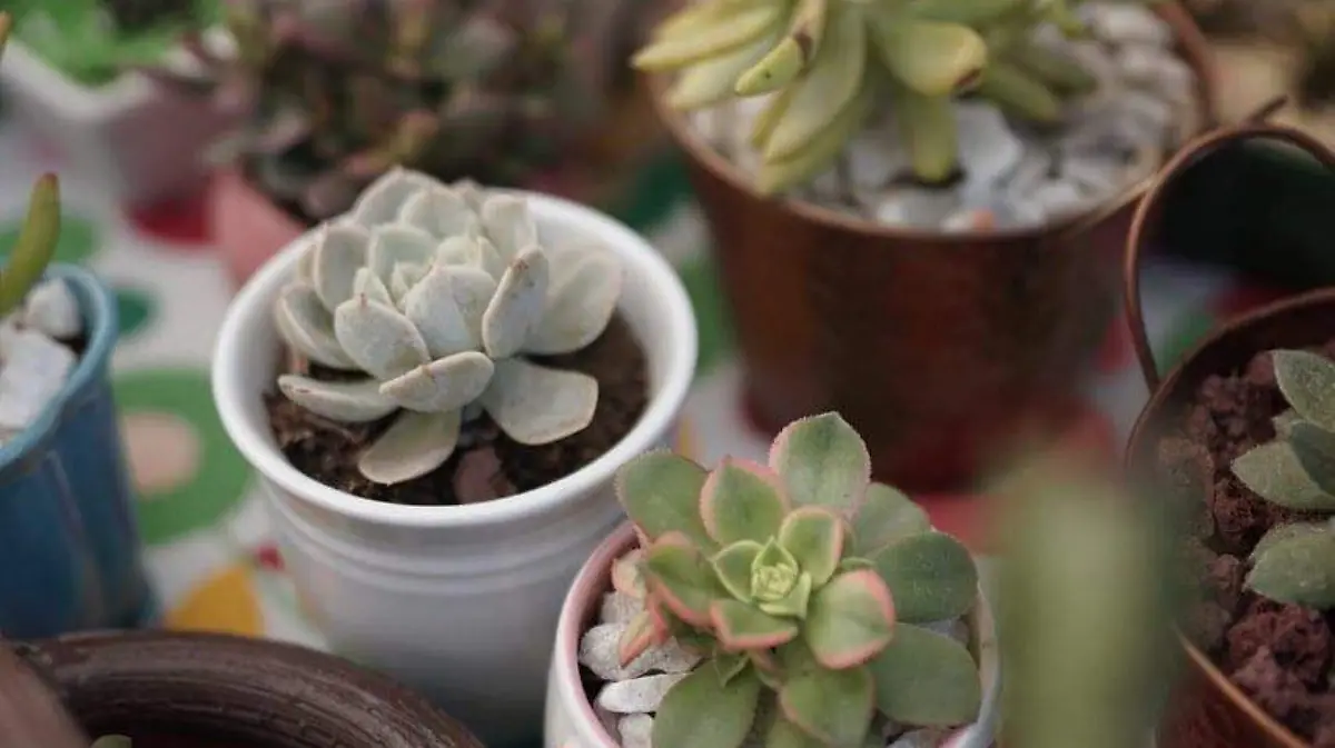Productos Naturales