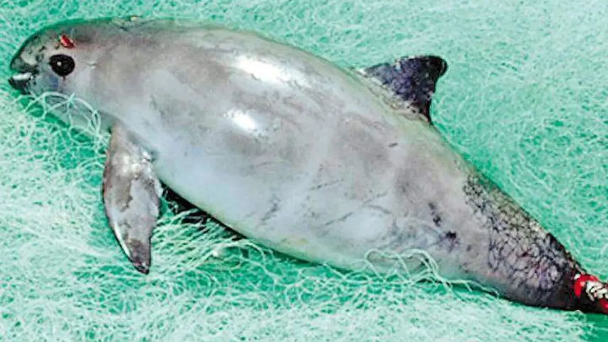 Vaquita