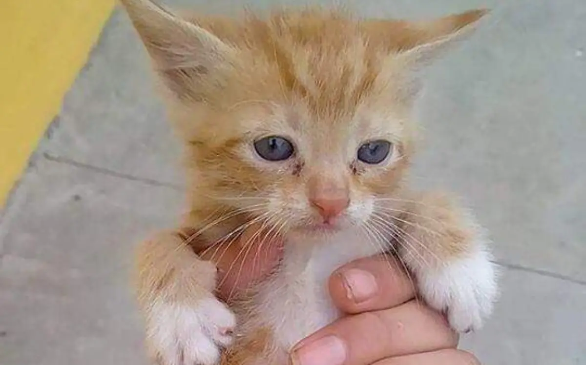 Gato Aslan