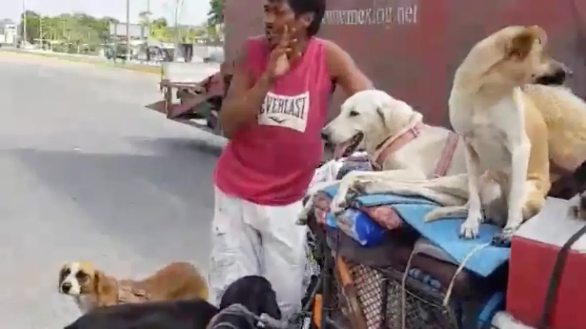 perritos