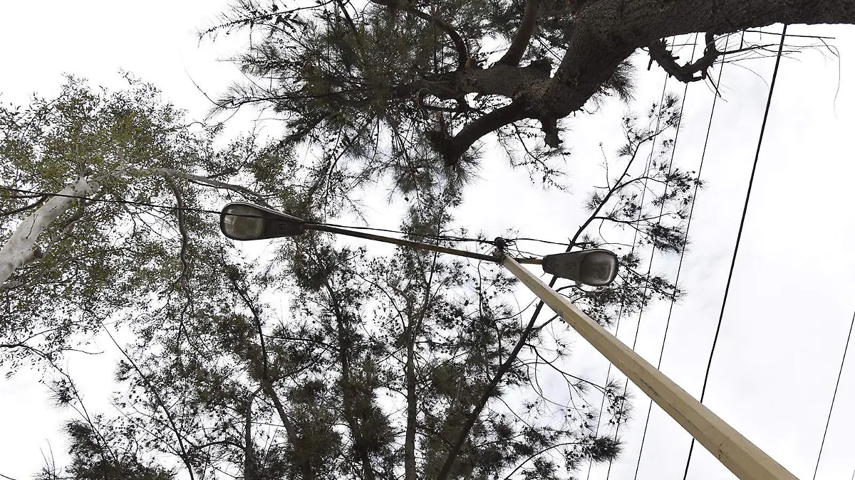 Colonia-Arboleda-postes-de-luz