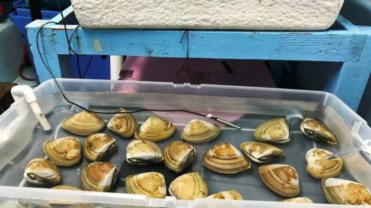 SEPESCA_AlmejaBlanca (2)