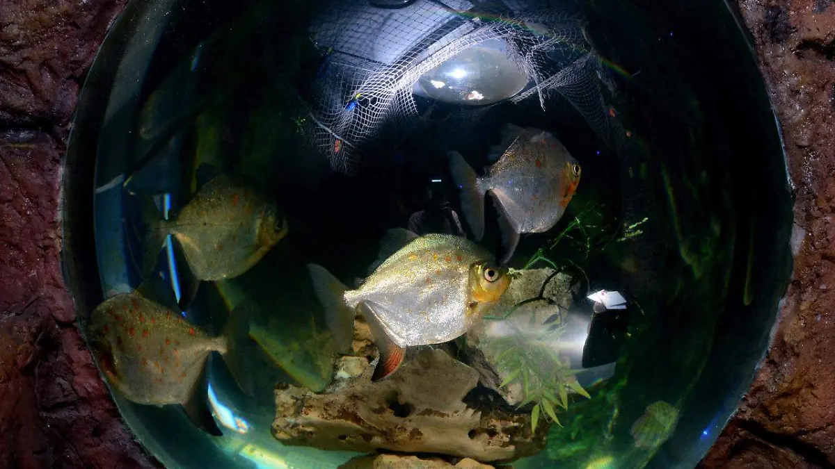Acuario-Cecut