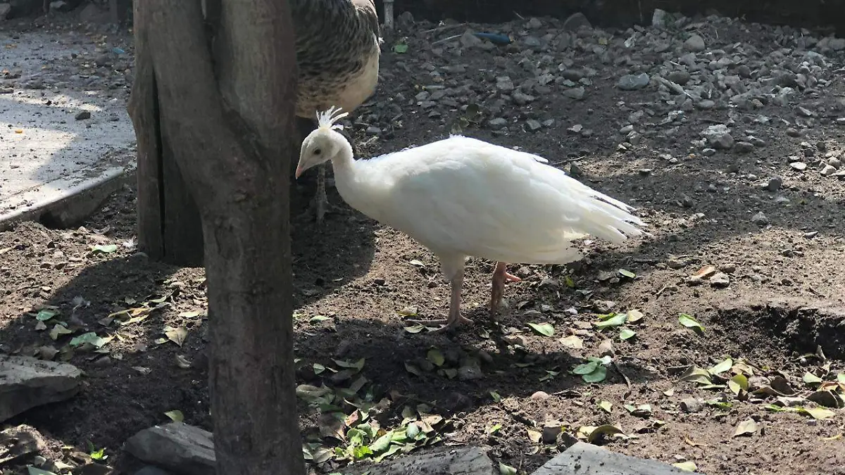 WhatsApp Image 2020-08-29 at 11.45.33 AM (1)