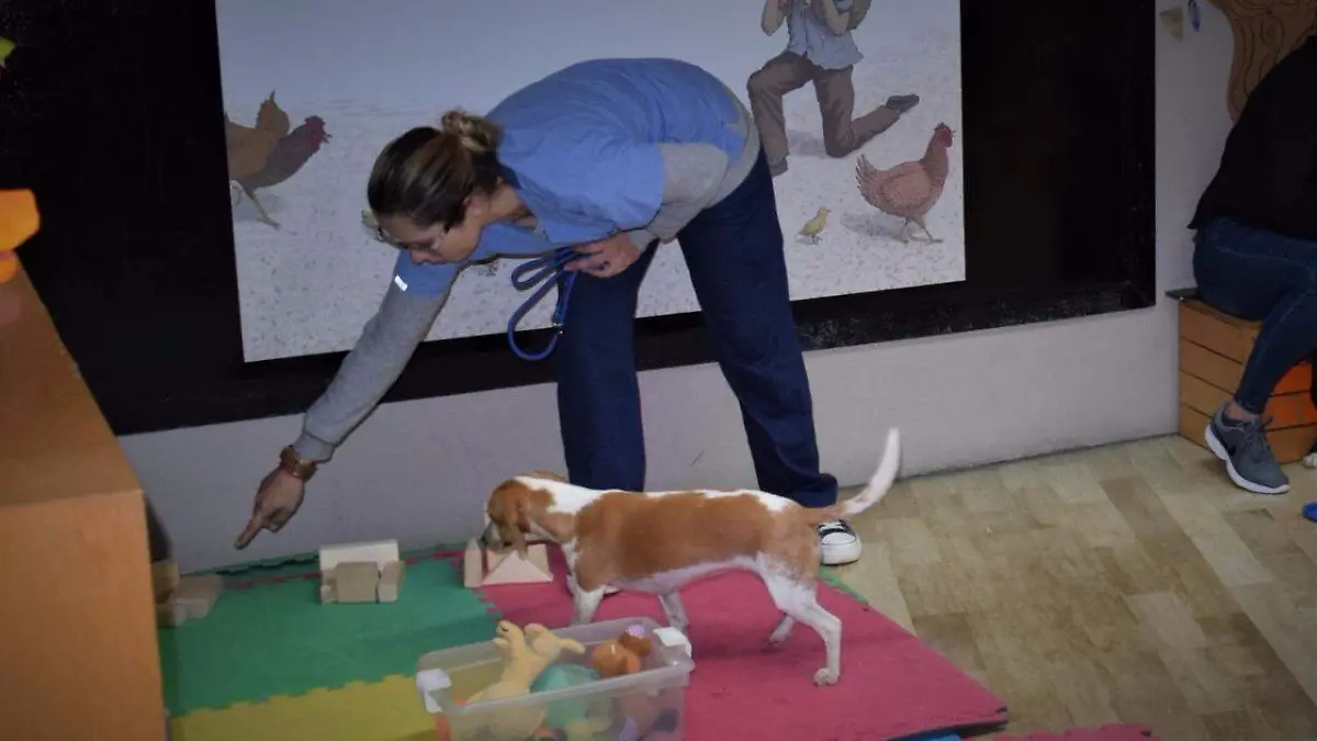 Taller de mascotas