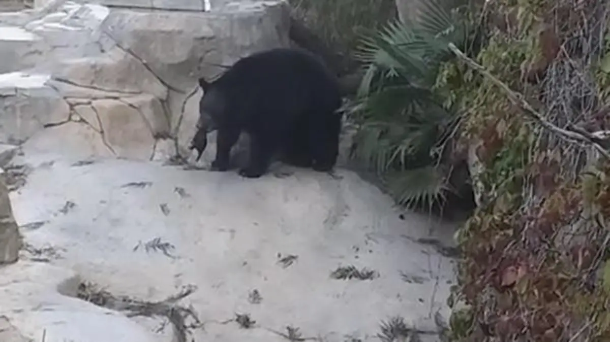 Video 2017-03-05 at 2.35.42 PM.mp4_snapshot_00.00_[2017.03.05_14.45