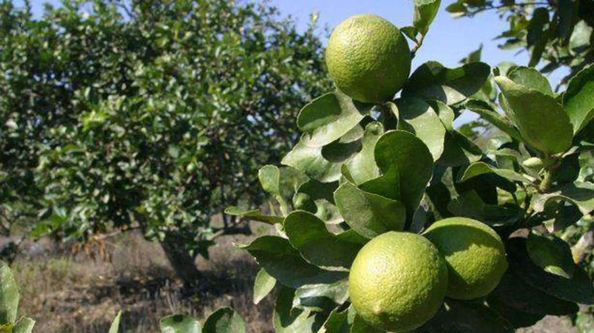 limon