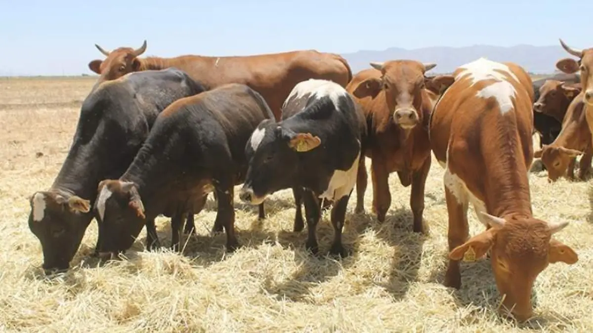 Vacas el Vigía
