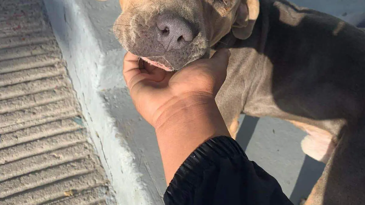 Flako, bomberos Tijuana