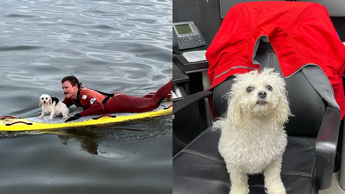 tofu-perrita-rescate