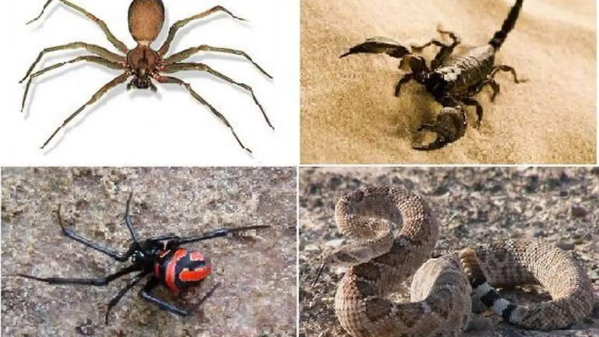 animales-ponzoñosos
