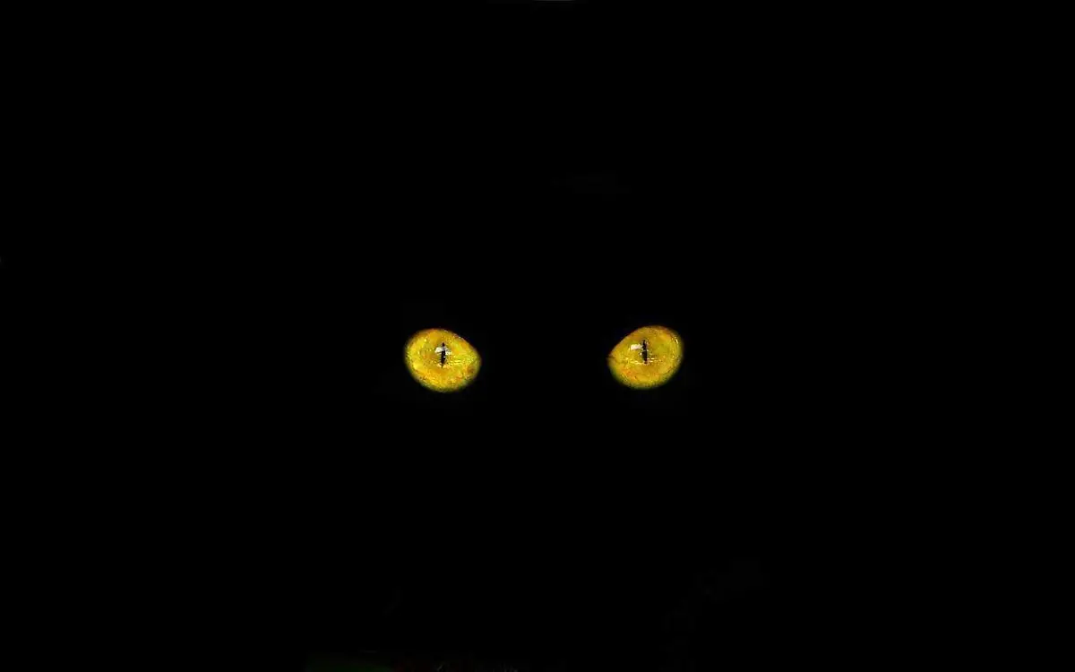 cat-eyes-ge4996db31_1280