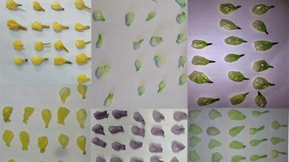 WhatsApp Image 2019-07-22 at 10.06.56 AM