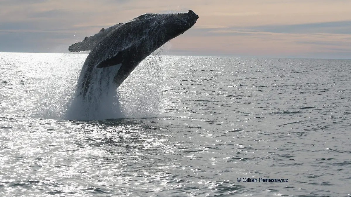 Ballenas-Puerto-Peñasco