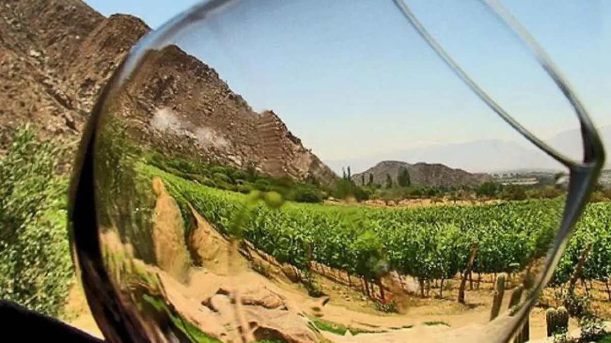 vino