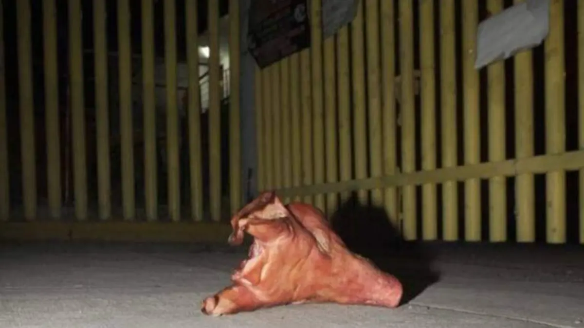 cabeza