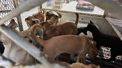 Venta clandestina de mascotas ha disminuido, pero no desaparece: Abogados Animalistas México - El Sol de Tijuana | Noticias Locales, Policiacas, sobre México, Baja California y el Mundo