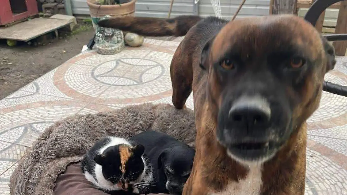 Barri-perrito-extraviado