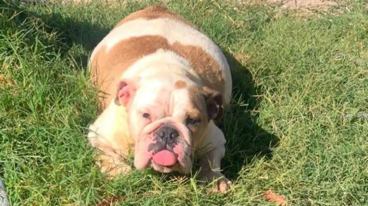 Kiara-perrita-extraviada