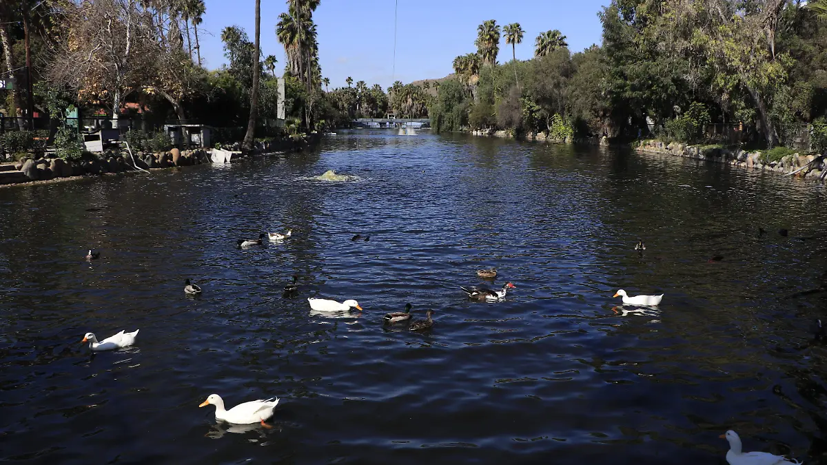 Lago en parque morelos-patos