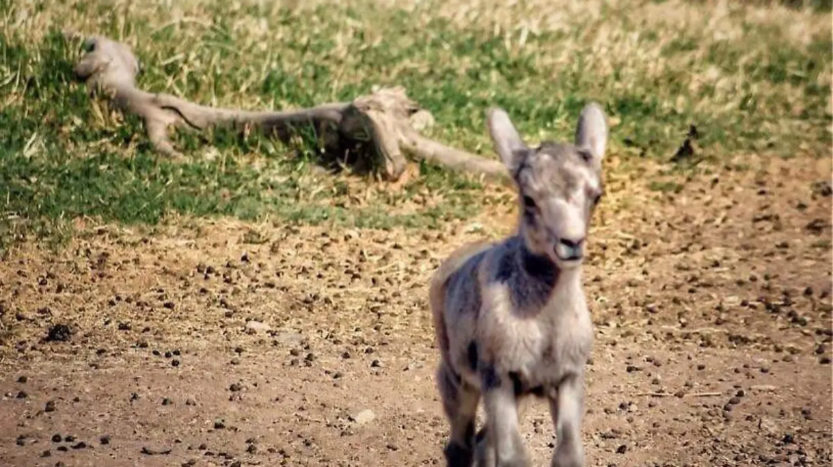  Bosque y Zoológico de la Ciudad