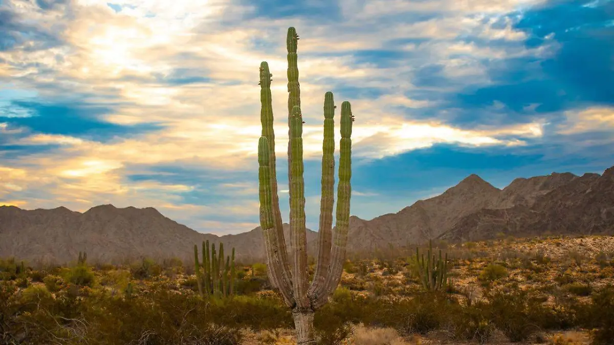 valle de los gigantes