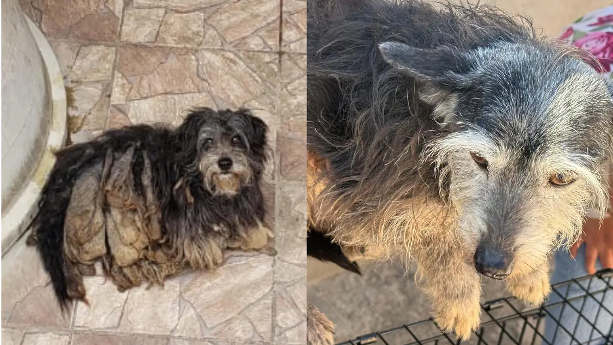 Perritos-maltrato-animal