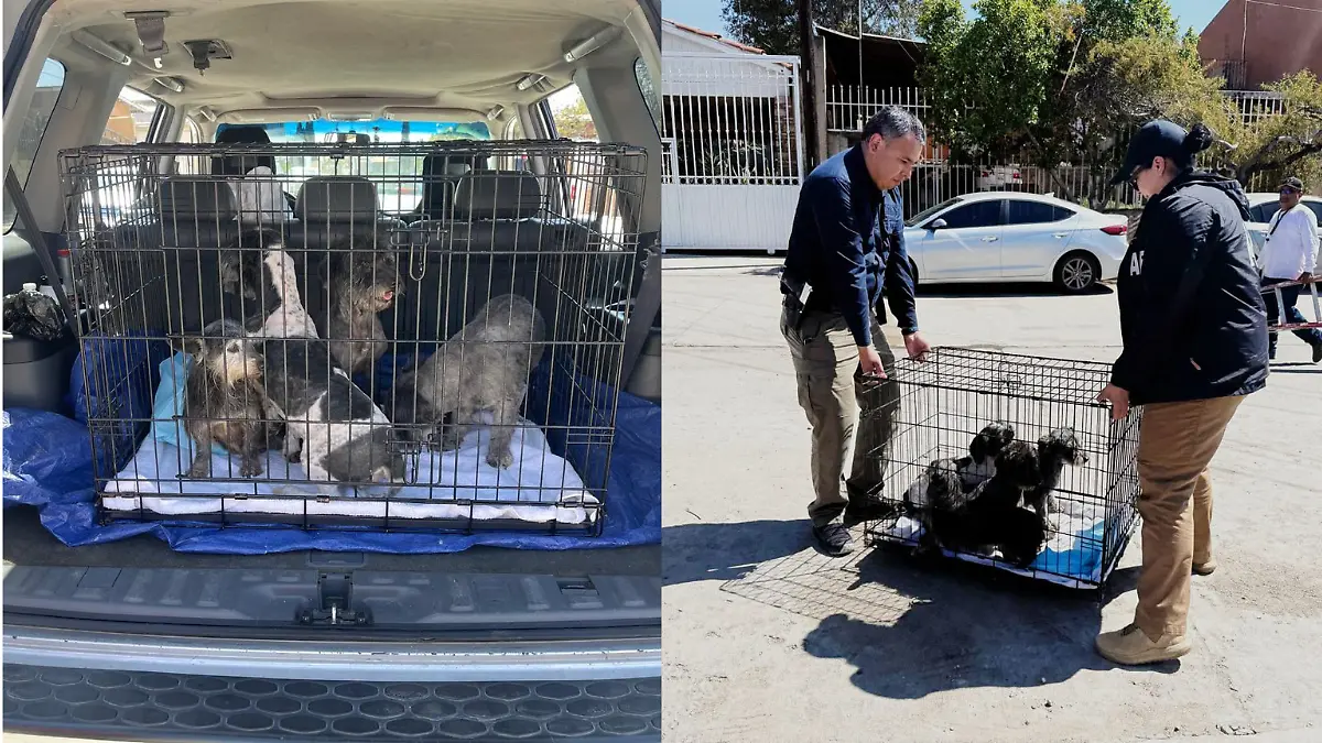 Perros-maltrato-animal