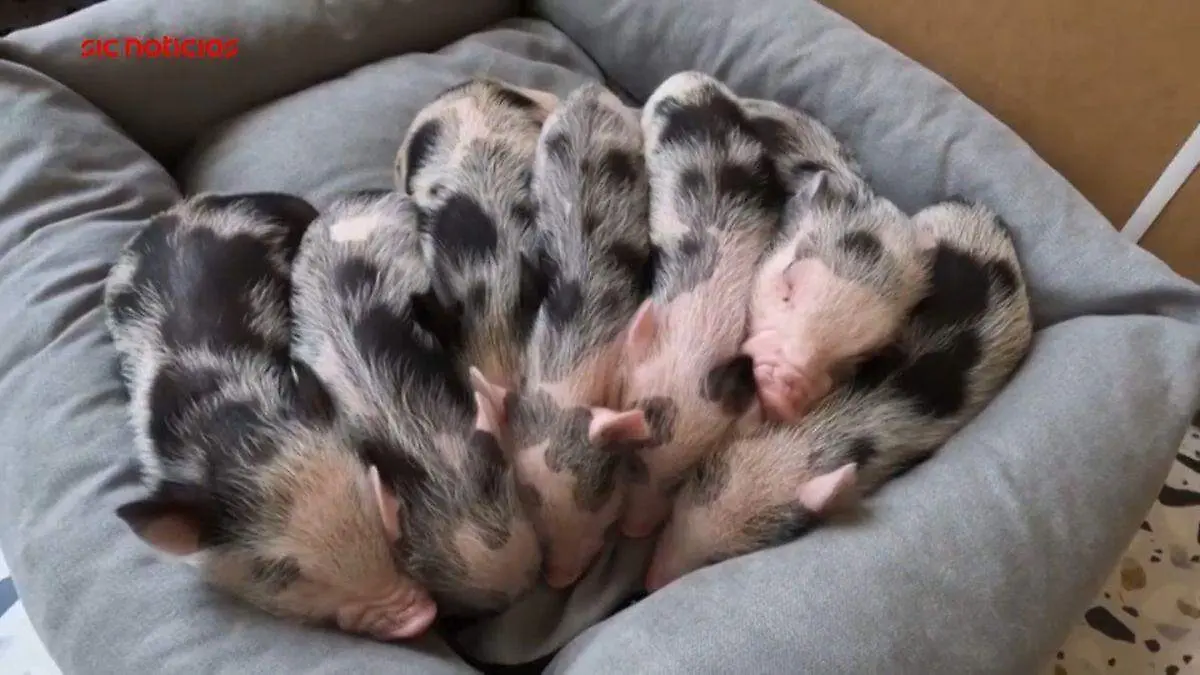 Cerditos-terapia-ucrania