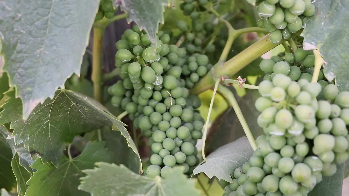 uvas-valle de guadalupe