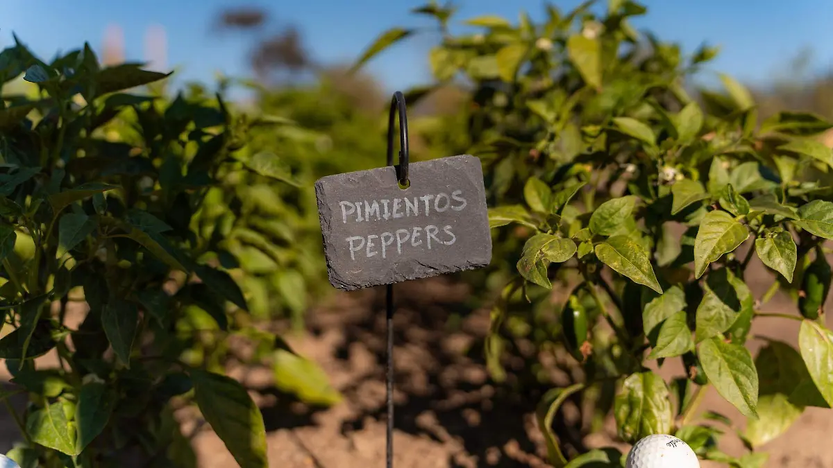 Olivea Farm to Table