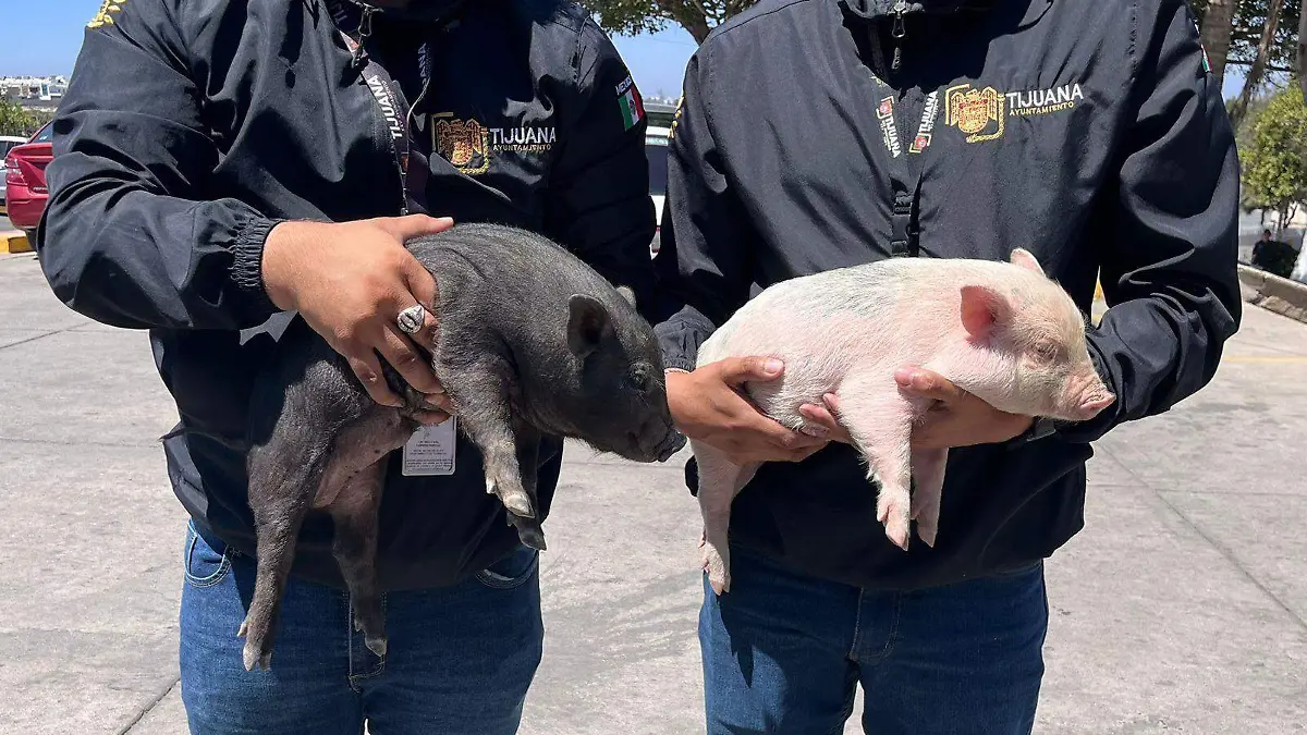 Rescate-cerditos-venta