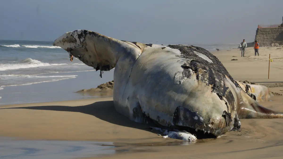 ballena-Playas-de-Tijuana