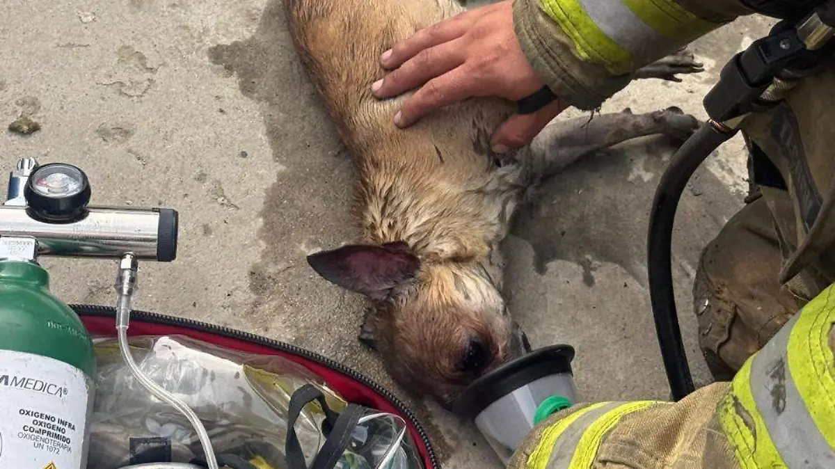 WhatsApp Image 2025-12-23 at 11.11.19