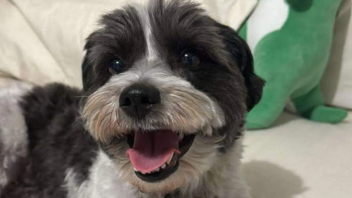 Diseño sin título (12)