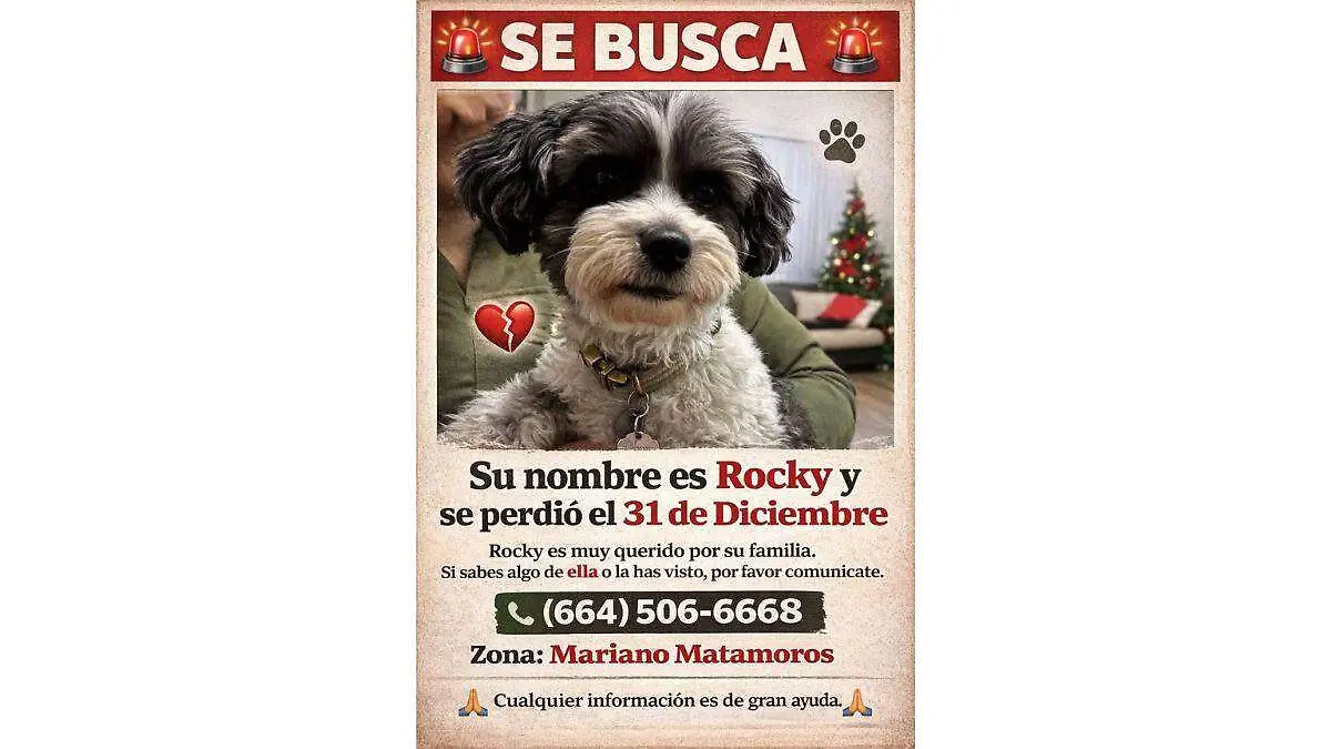 Rocky-perrita-extraviada
