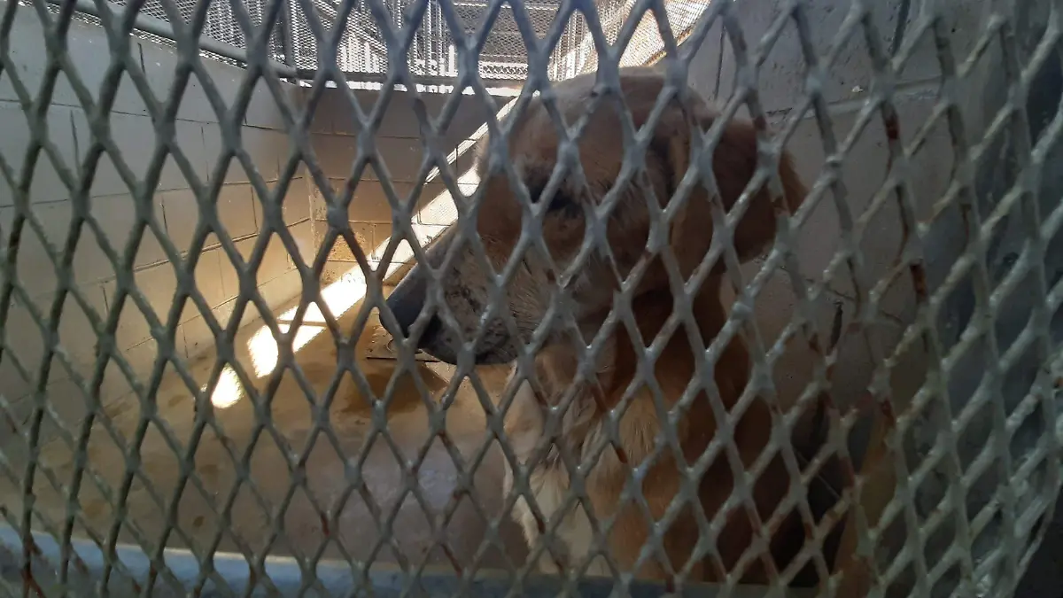 51 AG Control Animal