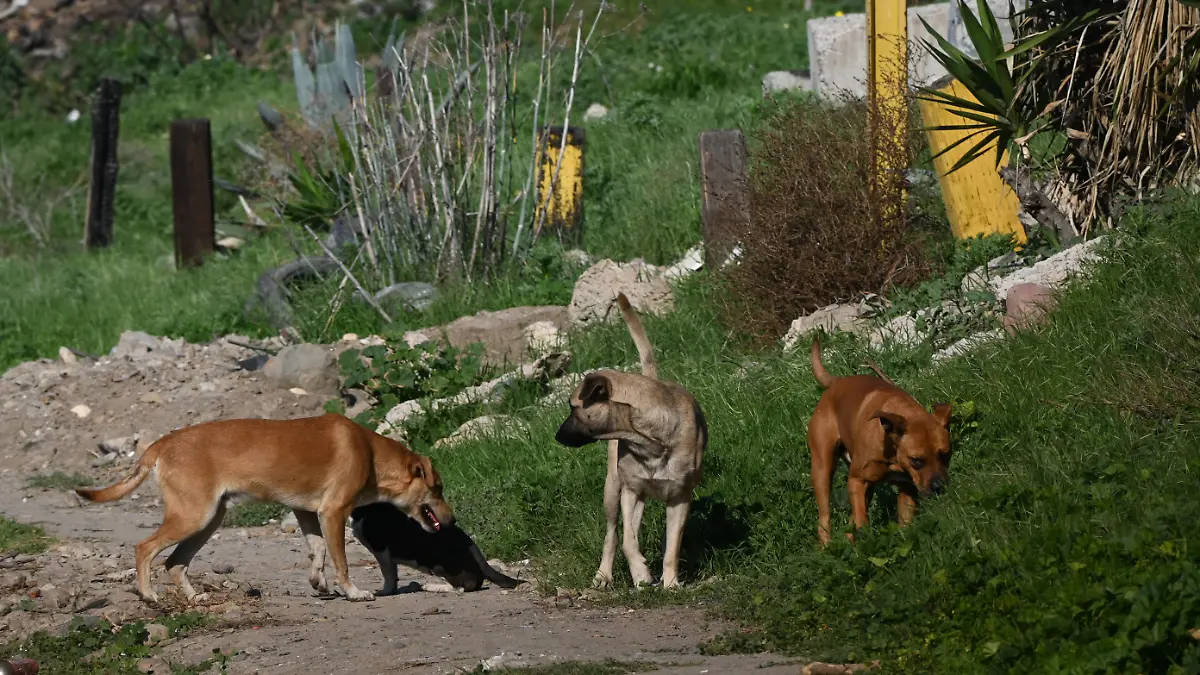 73-cl. perros callejeros-(1)