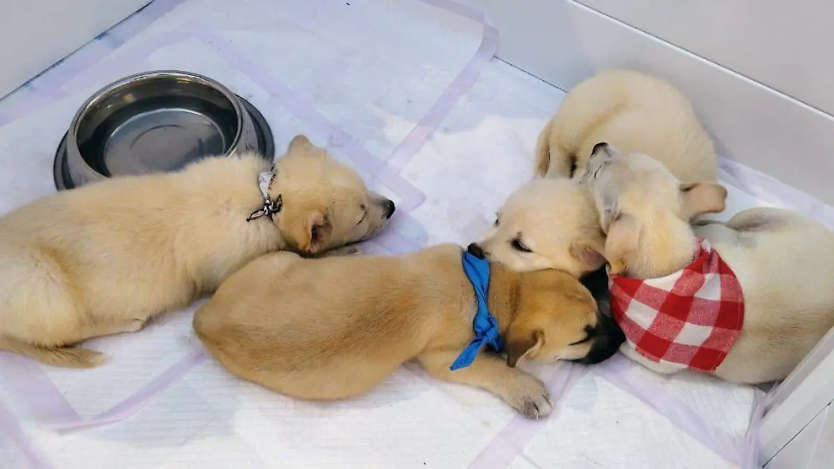 WhatsApp Image 2026-03-28 at 11.42.56 (1)