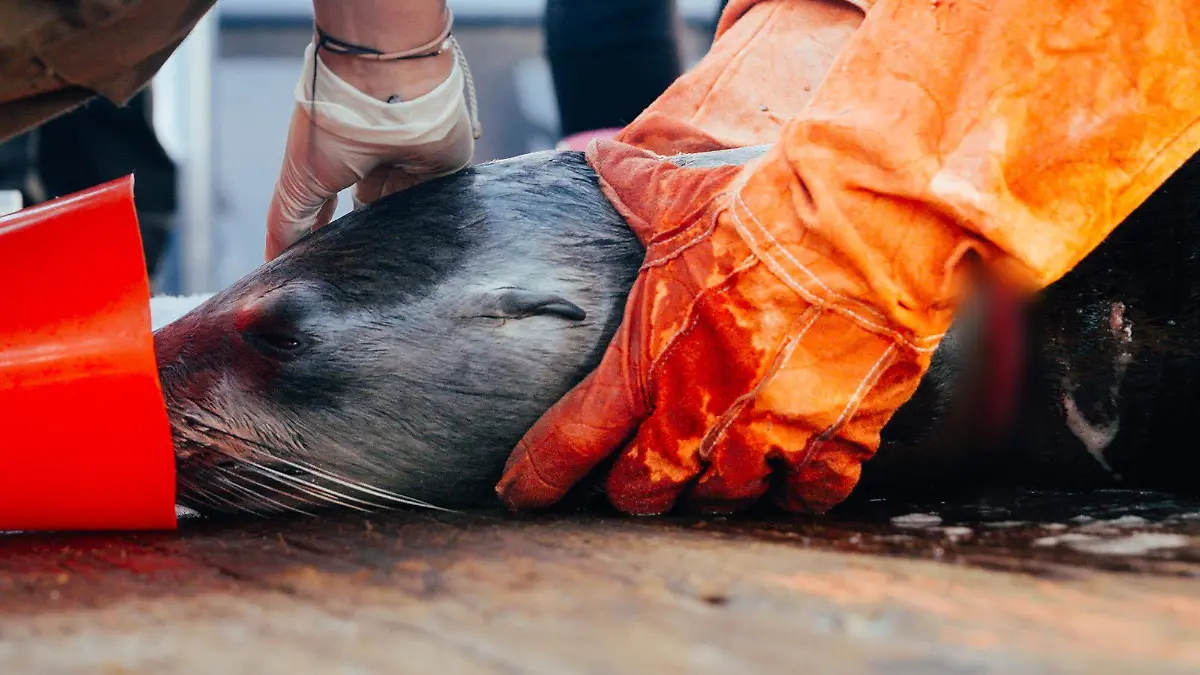 Desenmalle-21-03-2026_RocaConsag_BC_06