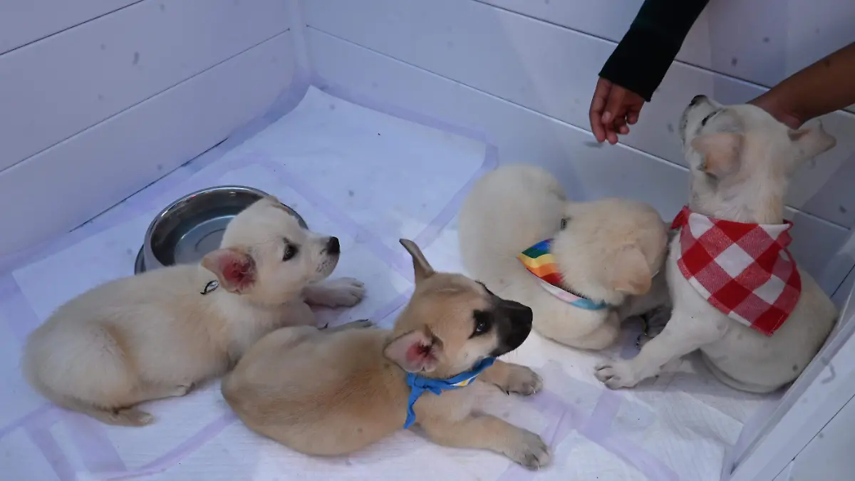 74-cl. venta de perritos -(3)