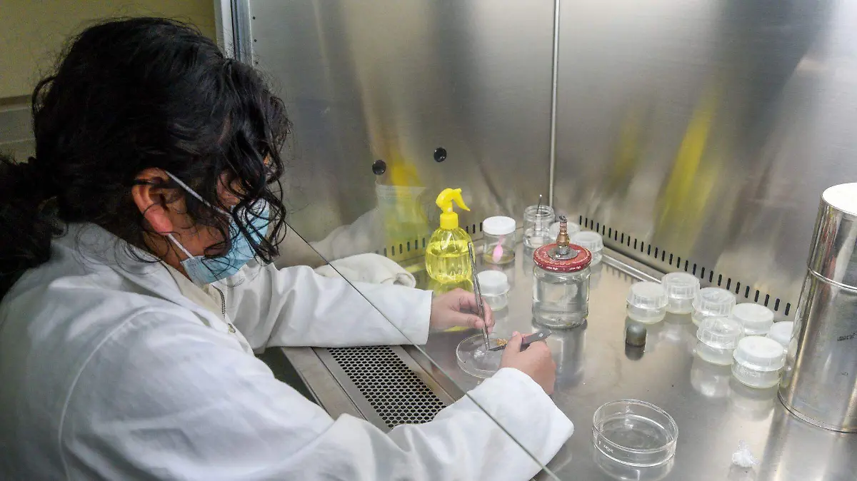 1065626_Laboratorio Biotecnología Forestal PROBOSQUE_web