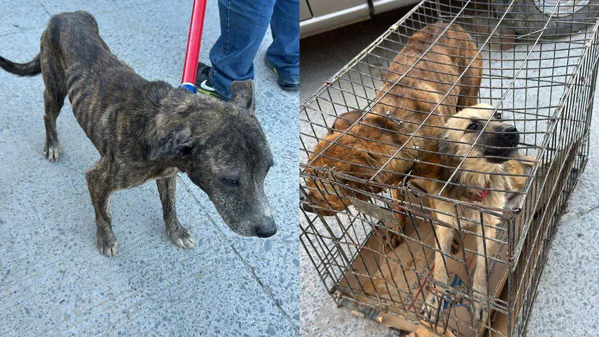 Diseño sin título (56)